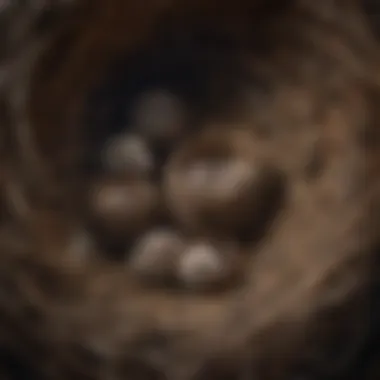 Varieties of Possum Nests An illustration of different types of possum nests found in various environments.