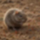 Detailed view of Ramik vole bait granules