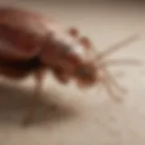 Close-up view of bed bug bites on skin