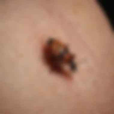 Close-up of small bug bites on skin