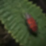 Spotted lanternfly on a plant leaf showcasing feeding damage