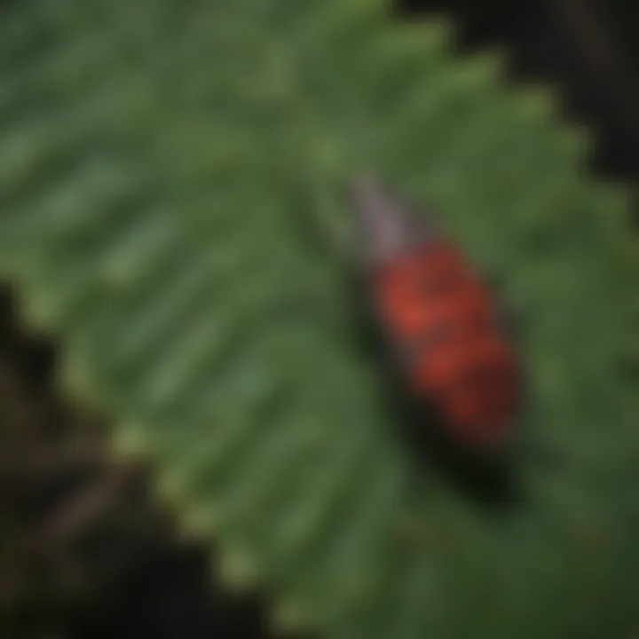 Spotted lanternfly on a plant leaf showcasing feeding damage