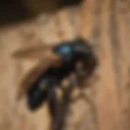 Close-up of a carpenter bee on wood