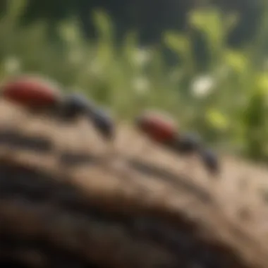 Mutualism: Ants and Aphids Ants engaging in mutualistic relationships with aphids