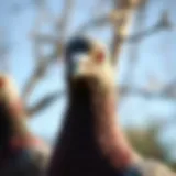 A close-up of a pigeon in a natural setting demonstrating alertness.