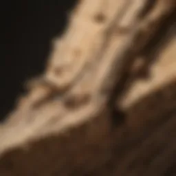 Close-up view of termite damage in wooden beams