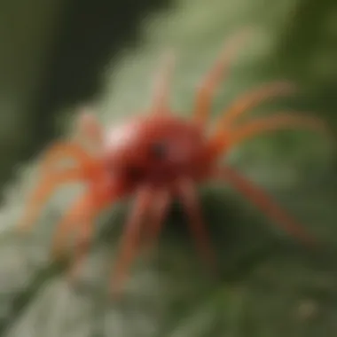 Close-up view of red spider mites on a leaf