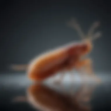 Life Cycle of Dog Fleas Illustration of flea life cycle