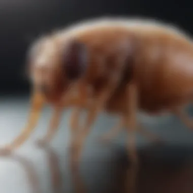 Debunking Flea Myths Misconceptions about fleas