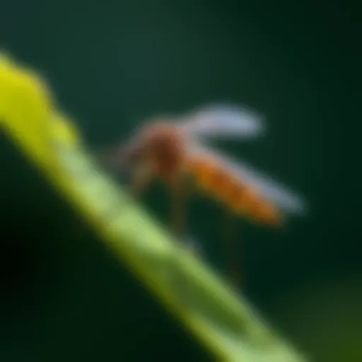 A detailed close-up of a mosquito perched on a leaf