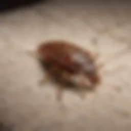 Close-up of bed bugs on fabric