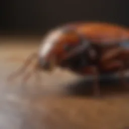 Close-up view of a cockroach on a surface