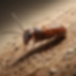 Infographic depicting termite species found in Florida