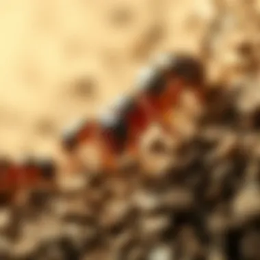 Effective management strategies for termite infestations