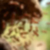 Swarming subterranean termites in flight