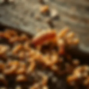 Impact of termite swarming on property