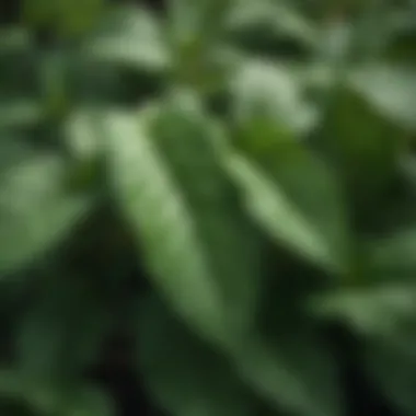 Close-up of peppermint leaves showcasing their vibrant green color and texture