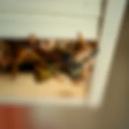 Close-up view of a wasp nest in a soffit