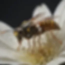 Close-up of a wasp resting on a flower