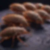 Close-up of bed bugs under blacklight revealing their hidden presence