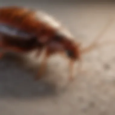 Strategies for a Bed Bug-Free Home Preventive measures for maintaining a bed bug-free environment
