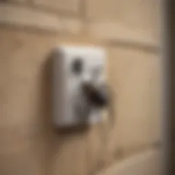 Wall plug device designed to repel spiders